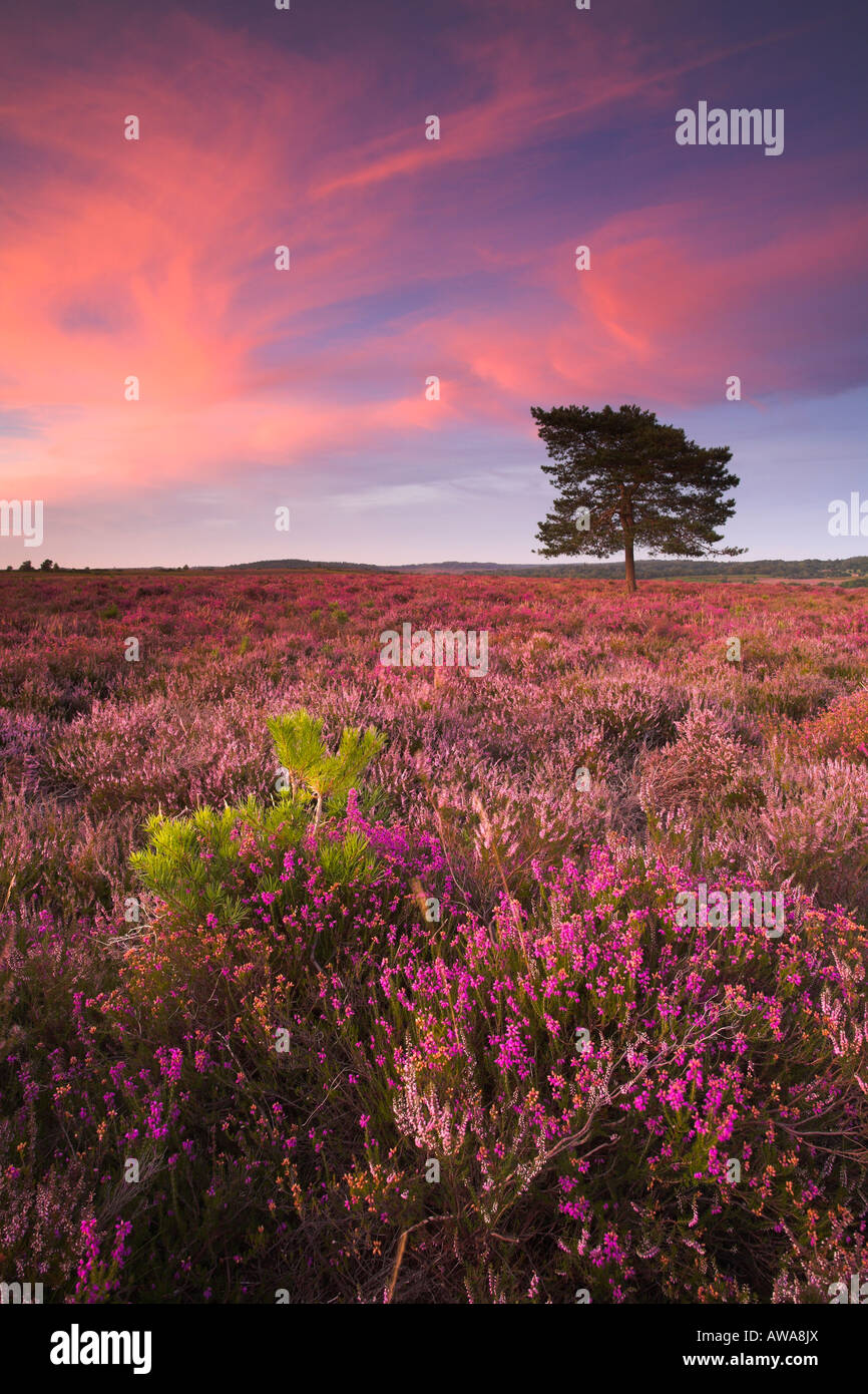 Rosa tramonto estate rispecchia la heather tappezzate brughiera, Nuova Foresta Foto Stock