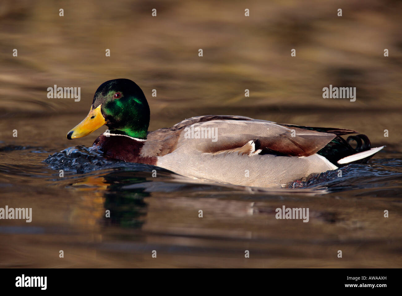 Drake Mallard Anas platyrhynchos sull'acqua con una bella riflessione Verulamium park St Albans Foto Stock