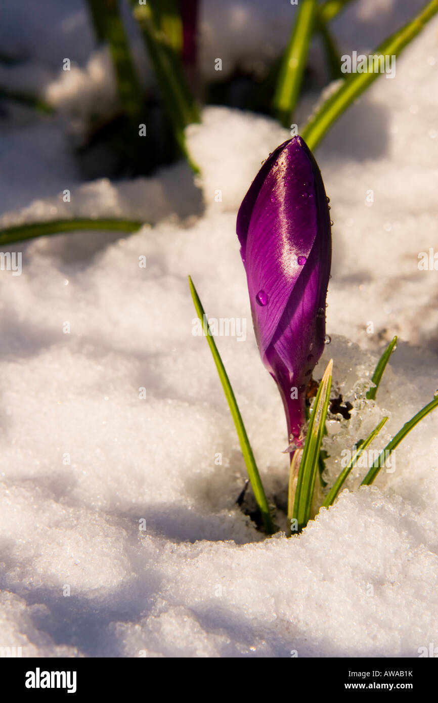 Crocus viola nella neve. Foto Stock