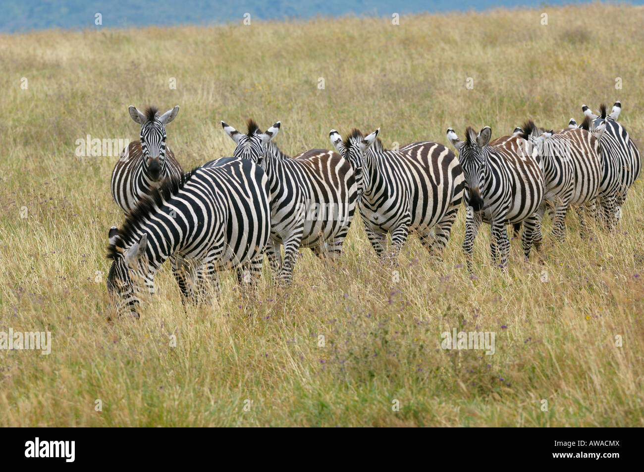Zebre,cratere di Ngorongoro,Tanzania Foto Stock