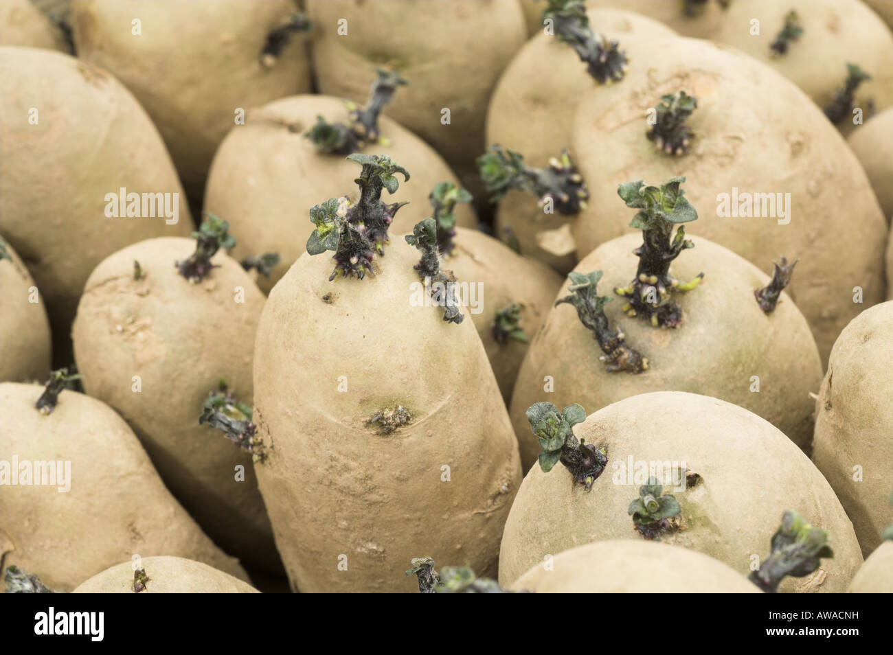 Tuberi seme di patate varietà pilota di Arran close up chitted tubero mostra giovani germogli NORFOLK REGNO UNITO Marzo Foto Stock