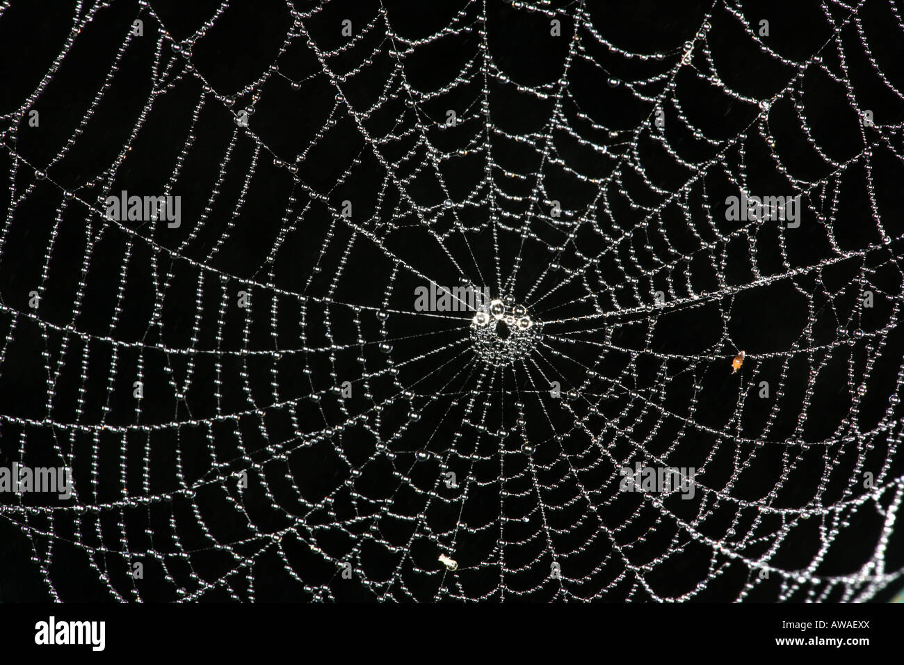 Spider Web nella foresta pluviale del Parco nazionale di Soberania, Repubblica di Panama. Foto Stock