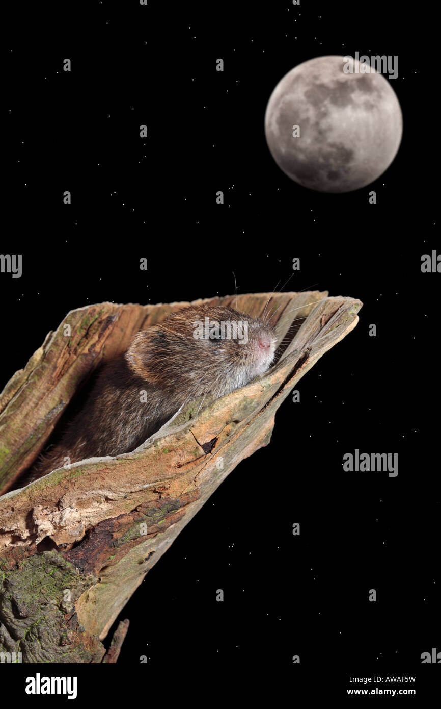 Corto-tailed vole Microtus agrestis con la luna e le stelle Foto Stock