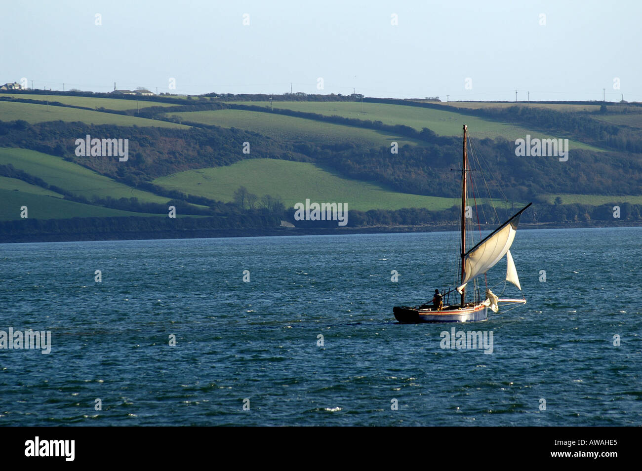 Oyster dal dragaggio a Falmouth barca di lavoro sotto la vela in Carrick strade vicino a Falmouth Cornwall Inghilterra UK GB Foto Stock