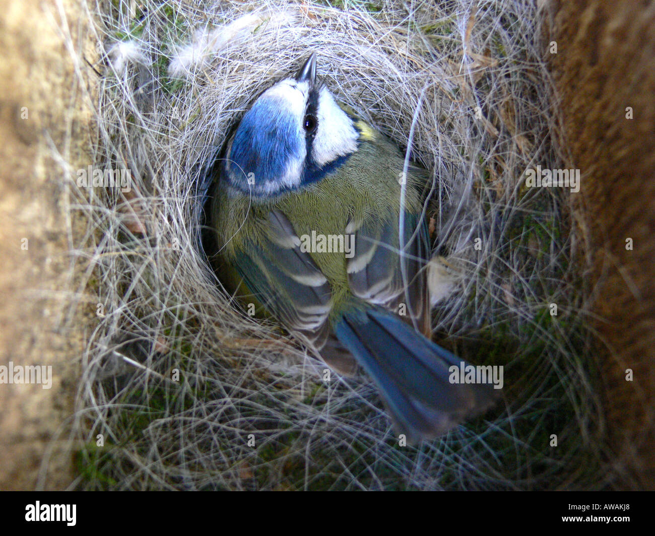 Blu tit Parus caeruleus seduta sulle uova in nestbox Foto Stock