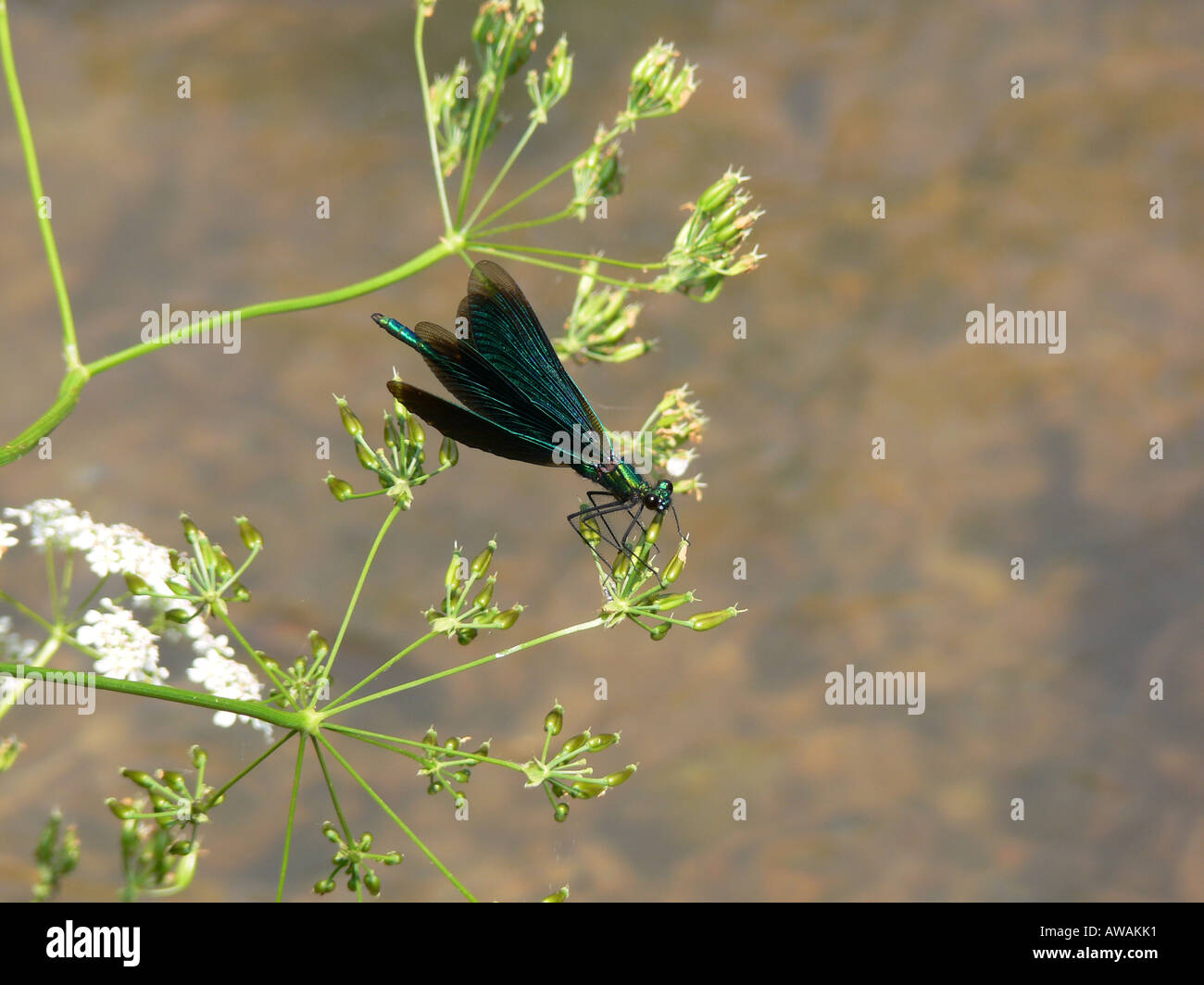 Belle demoiselle damselfly Calopteryx virgo maschio Foto Stock