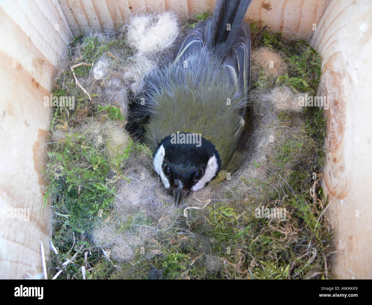 Cinciallegra Parus major seduta sulle uova in nestbox Foto Stock