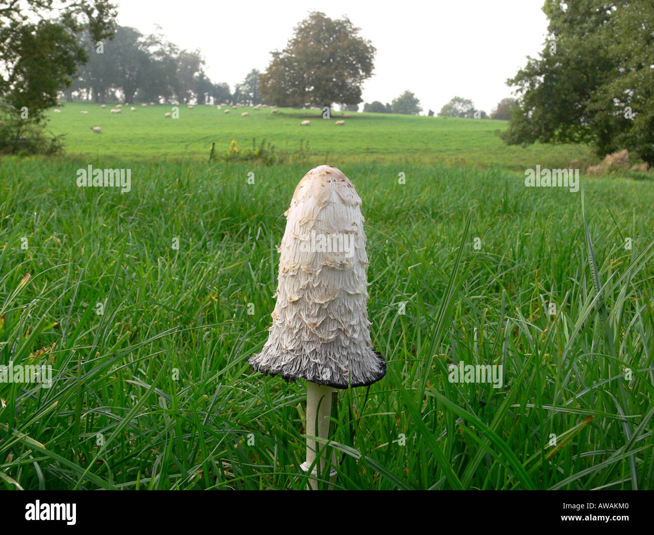 Shaggy copertura di inchiostro di funghi o avvocato s parrucca Coprinus comatus Foto Stock