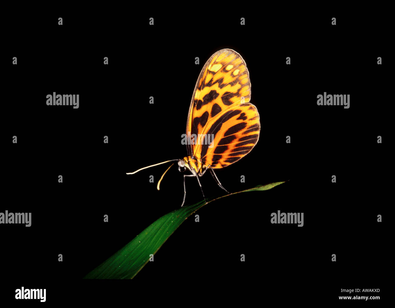 La foresta pluviale amazzonica, Iquitos, Perù. Heliconid butterfly posatoi su una foglia. Foto Stock