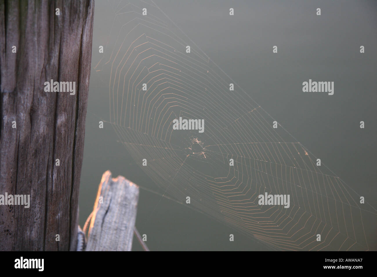 Spider Web su un molo palificate nella luce del mattino Foto Stock