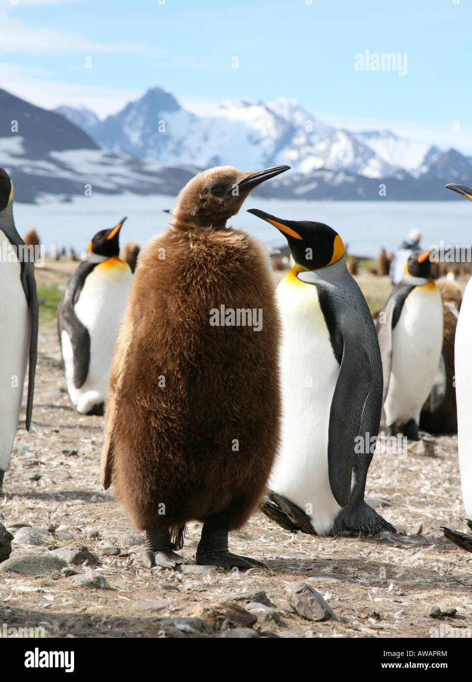 Re pinguini sulla spiaggia di Isola della Georgia del sud Foto Stock