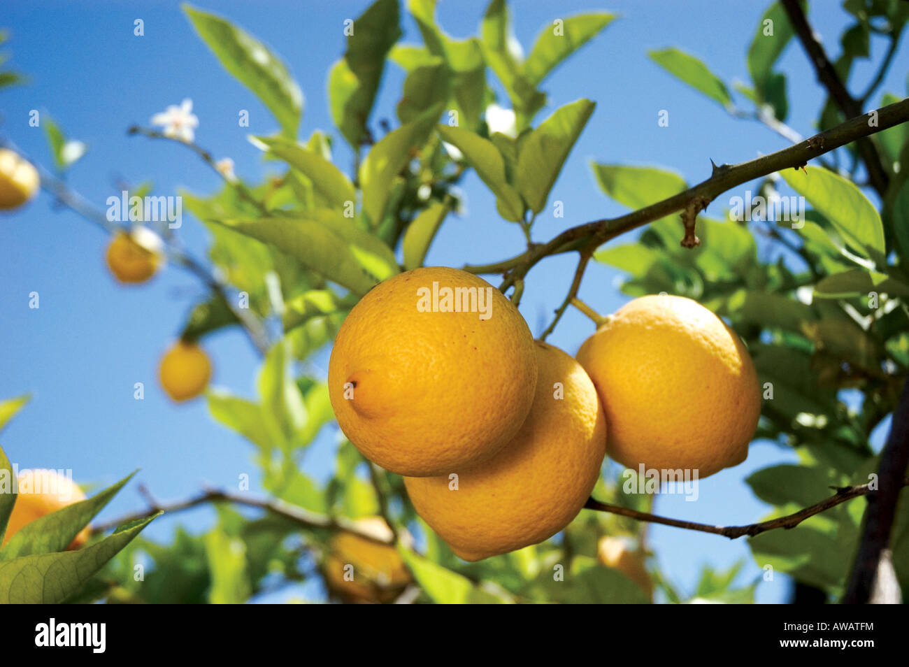 I limoni crescono su albero in Spagna Foto Stock
