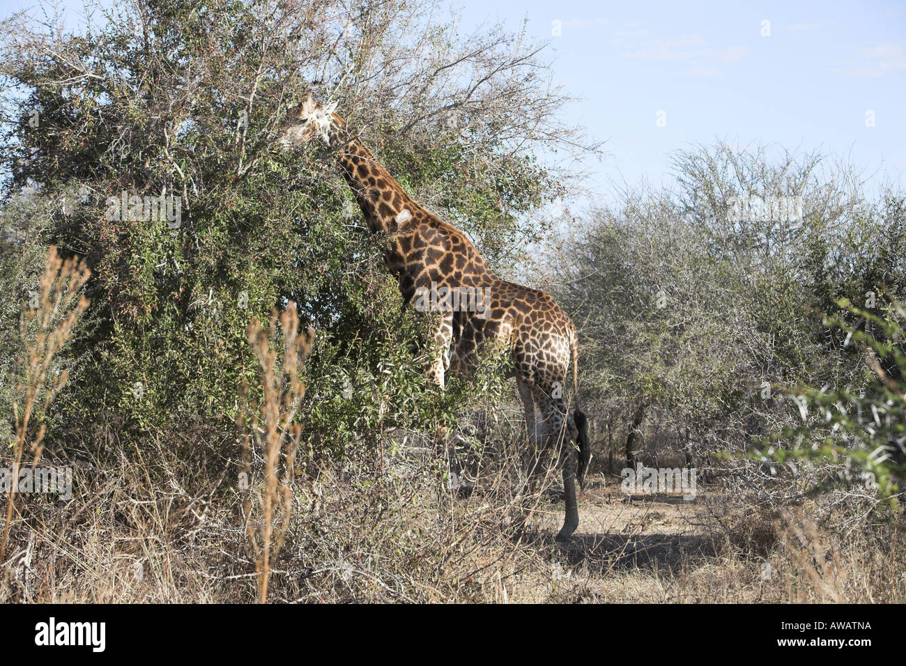 Giraffa meridionale in Sud Africa Foto Stock