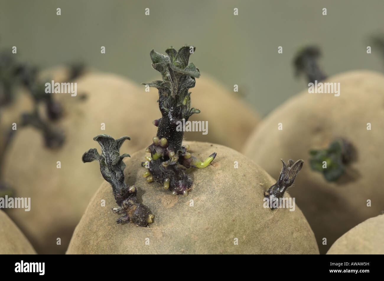 Tuberi seme di patate varietà pilota di Arran close up chitted tubero mostra giovani germogli NORFOLK REGNO UNITO Marzo Foto Stock