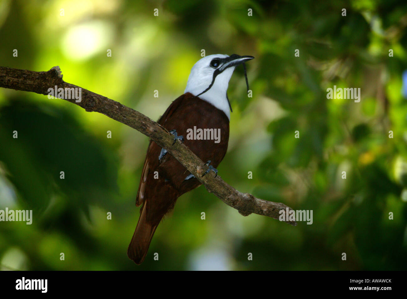 Tre-wattled Bellbird, Procnias tricarunculatus, a Volcan Baru national park, Chiriqui provincia, Repubblica di Panama. Foto Stock