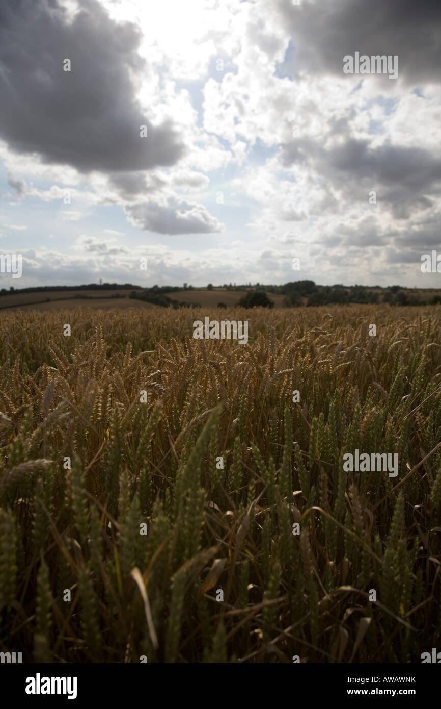 Villaggio di Thaxted in Essex, Inghilterra meridionale, Luglio 2007 Foto Stock