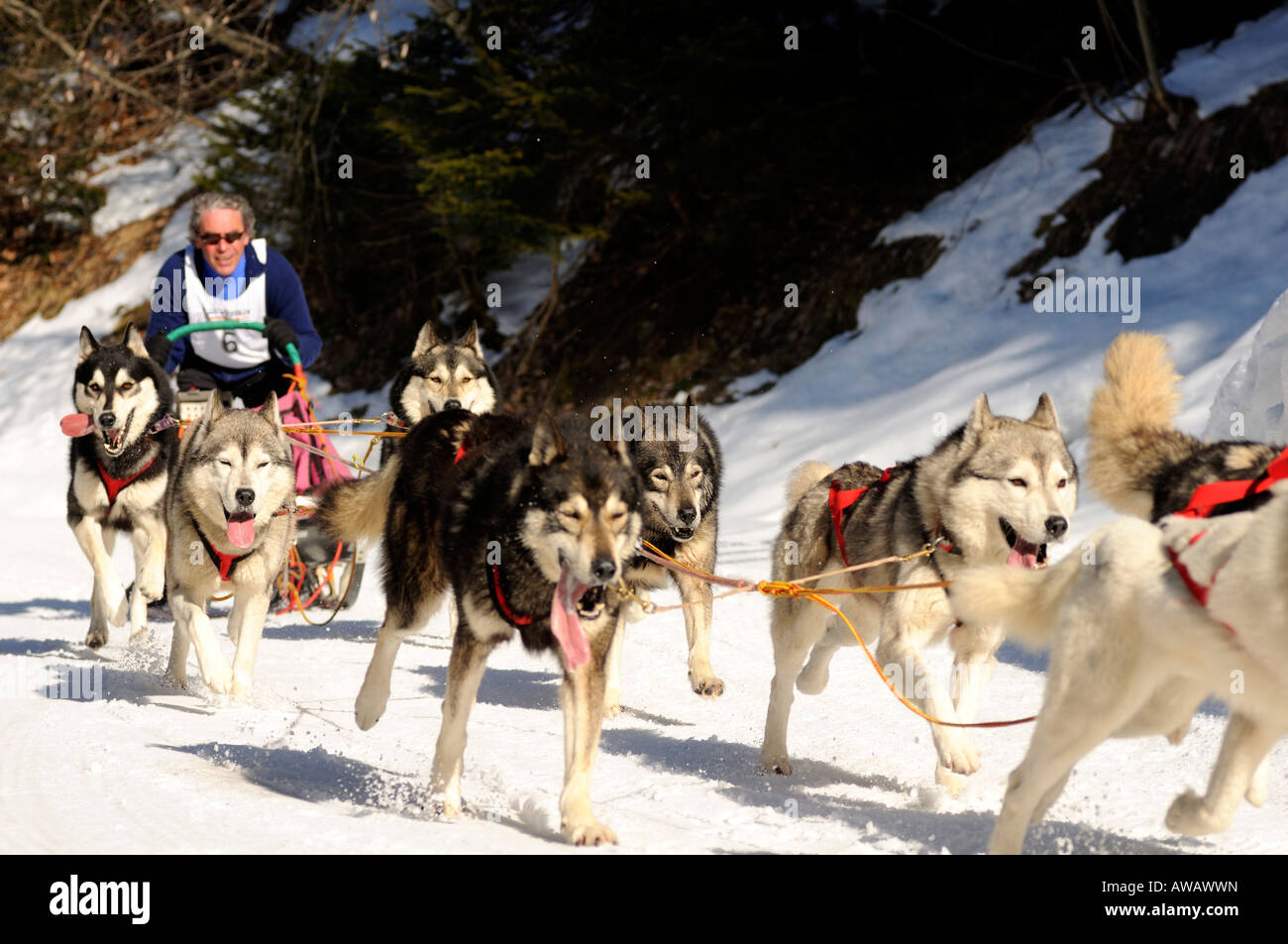 Corsa dei cani da slitta, Svizzera Foto Stock