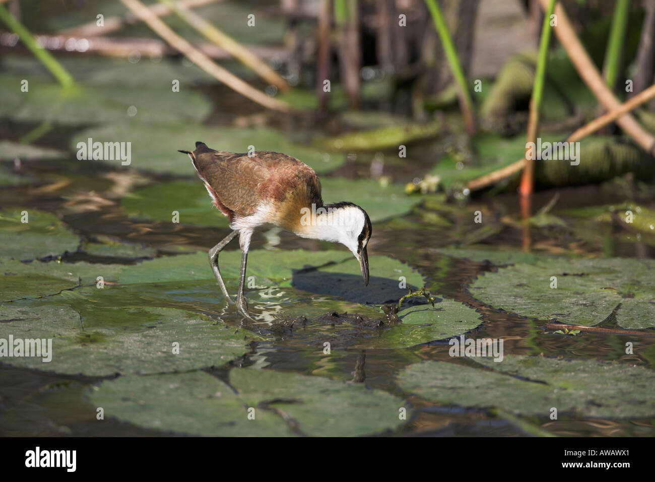 Jacana africana (actophilornis africanus) Sud Africa Foto Stock