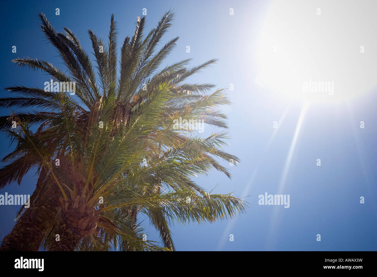 Gli alberi di palma, Hydra Island, Golfo Saronico, Grecia Foto Stock