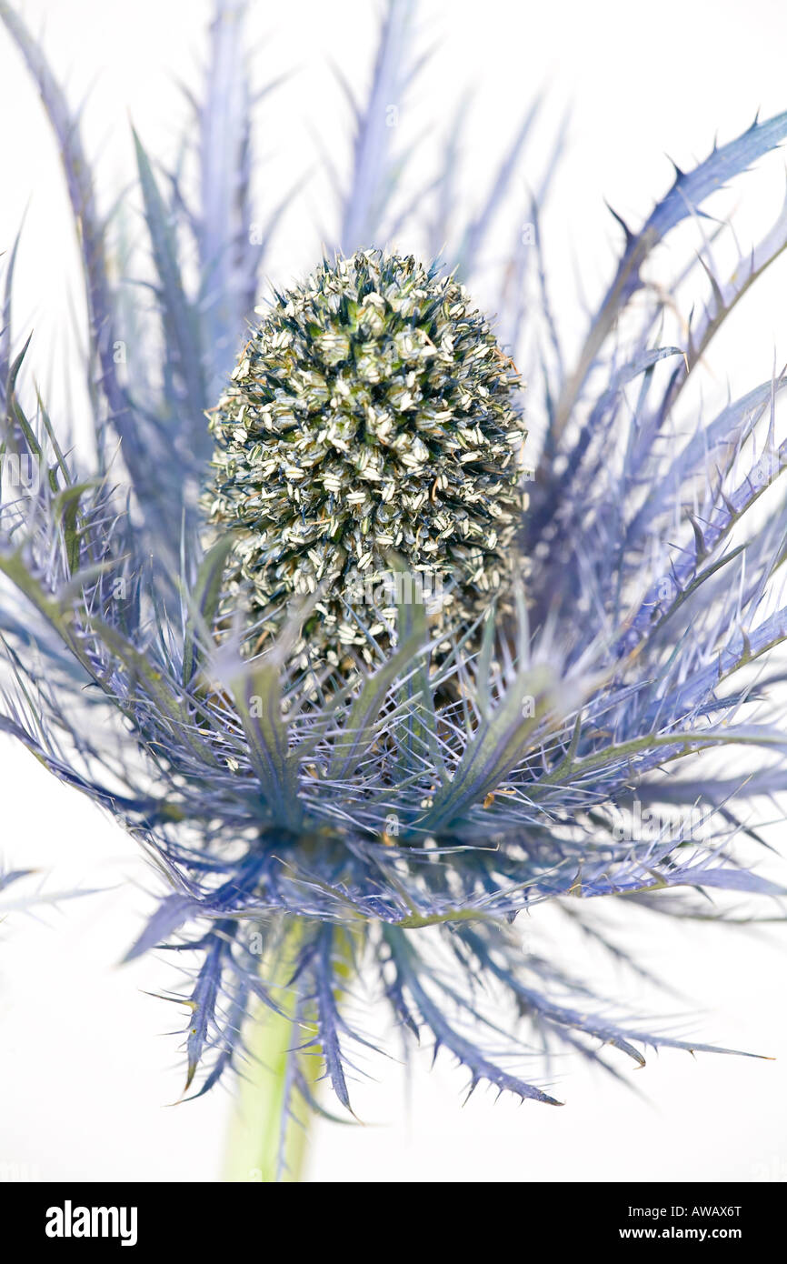 Un primo ritratto di un blu Mare Holly Flowerhead in primavera (Eryngium) su uno sfondo bianco chiaro Foto Stock