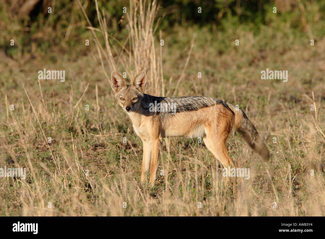 Black Backed Jackal in Tanzania Africa orientale Foto Stock