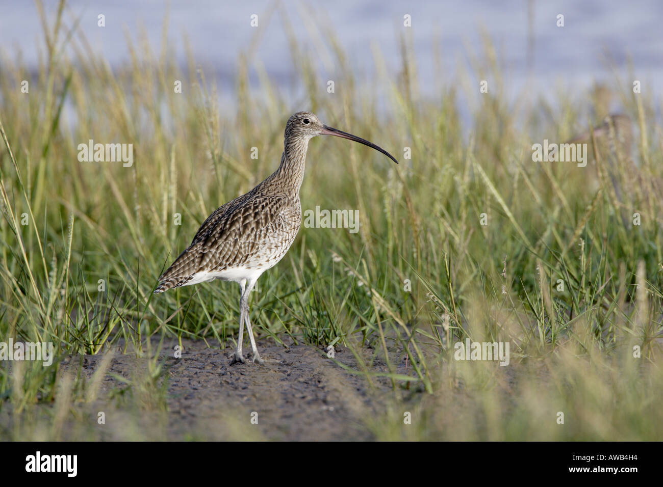 Eurasian Curlew a roost sul fiume Severn Estuary Foto Stock