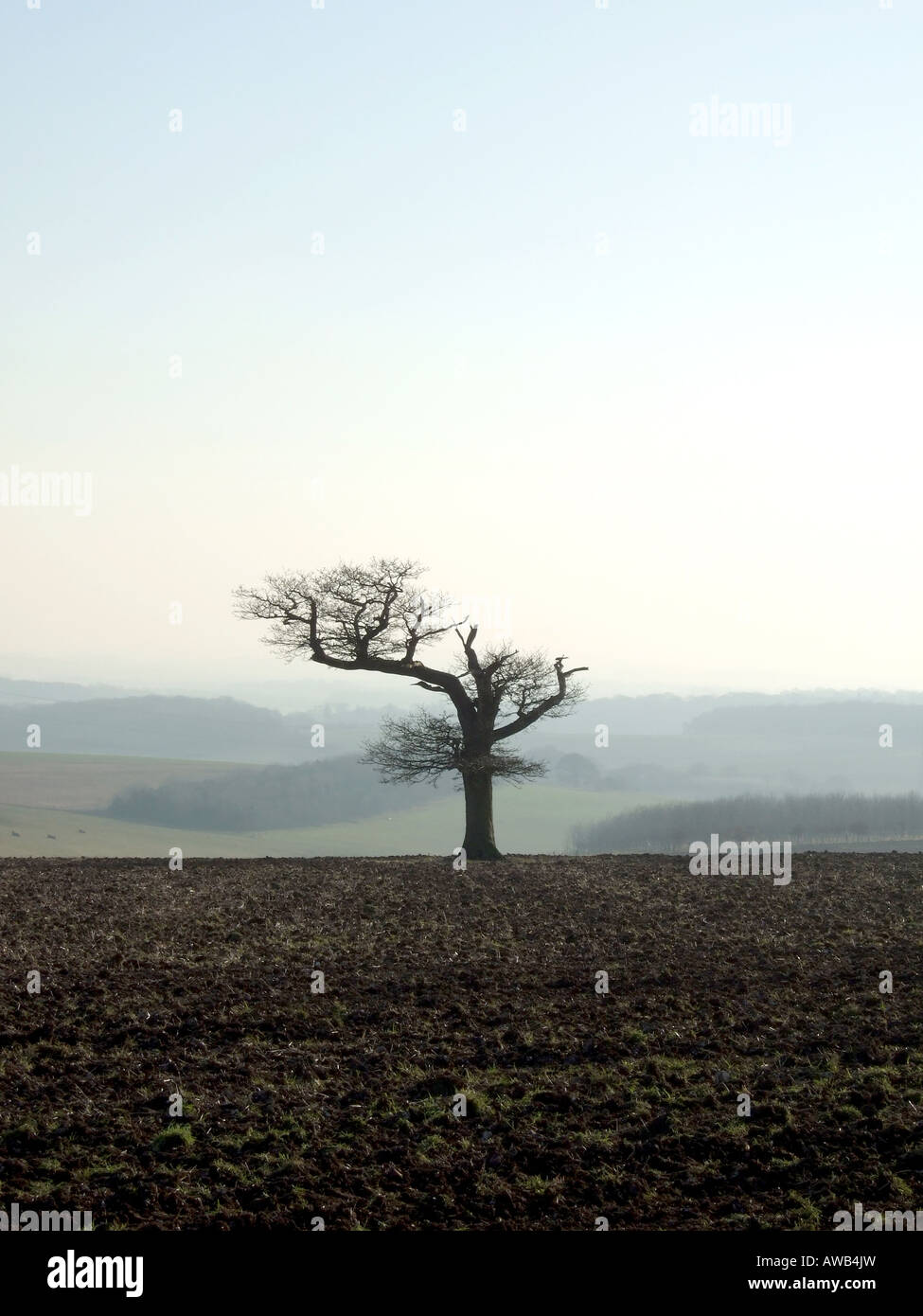 Lone Tree sul North Hampshire Downs Foto Stock