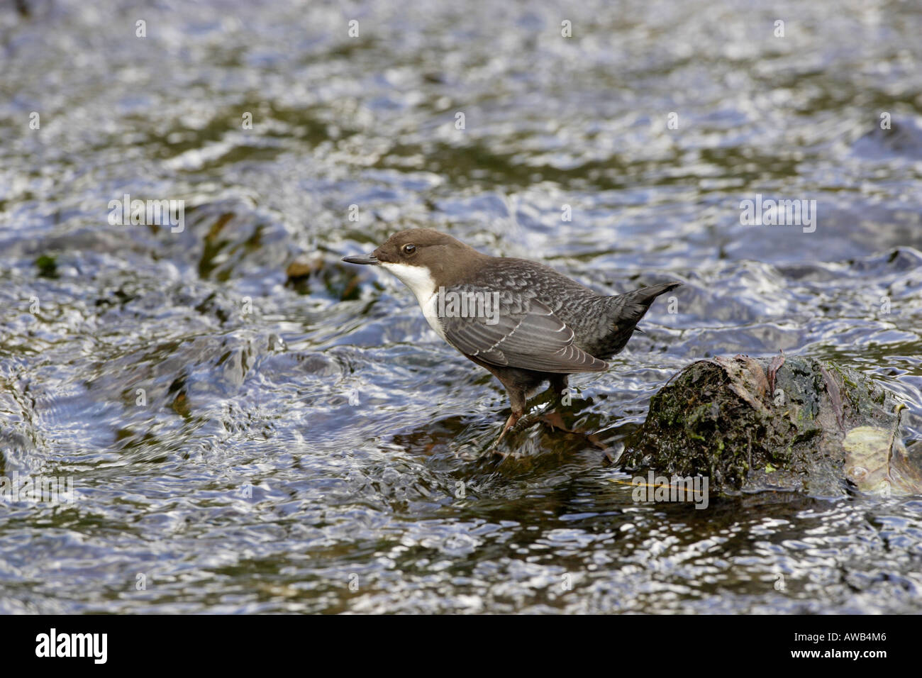 White throated bilanciere su un fiume nel Regno Unito 2 Foto Stock