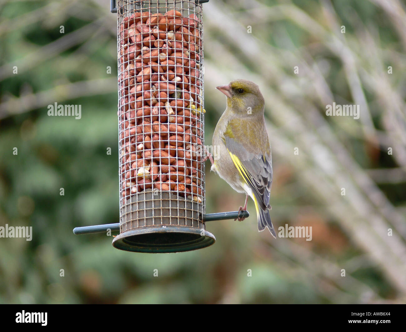 Verdone Carduelis chloris alimentazione femmina sulle partite di arachidi Foto Stock