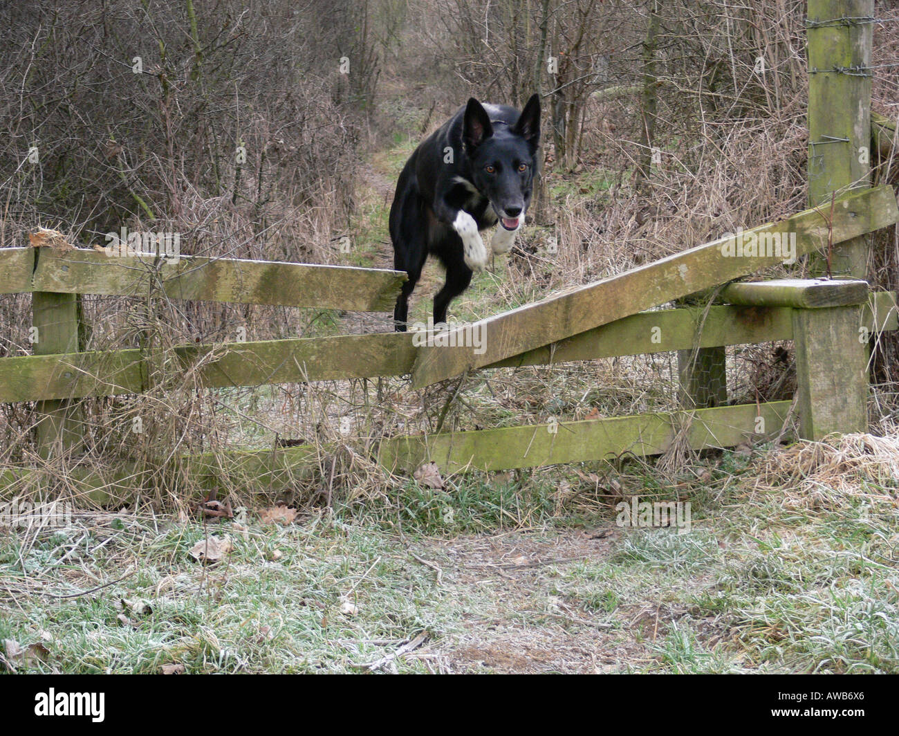 Lurcher jumping stile Foto Stock