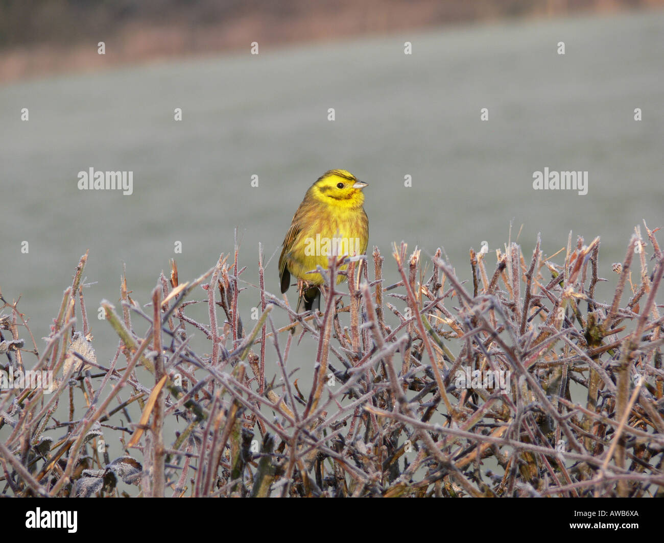 Zigolo giallo Emberiza citrinella maschio su smerigliato tagliata di fresco hedge Costwolds REGNO UNITO Foto Stock