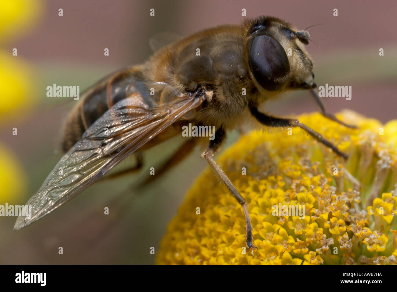 Hoverfly (Eristalis tenax) su Golden Marguerite o camomilla giallo Foto Stock