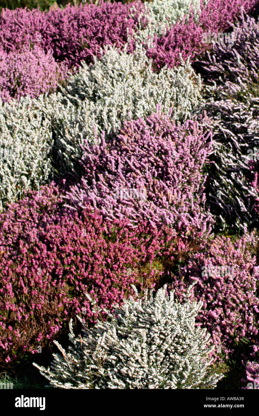 Una banca di ERICA CARNEA CULTIVAR INVERNO ERICHE A SHERWOOD NEWTON ST CYRES DEVON Foto Stock
