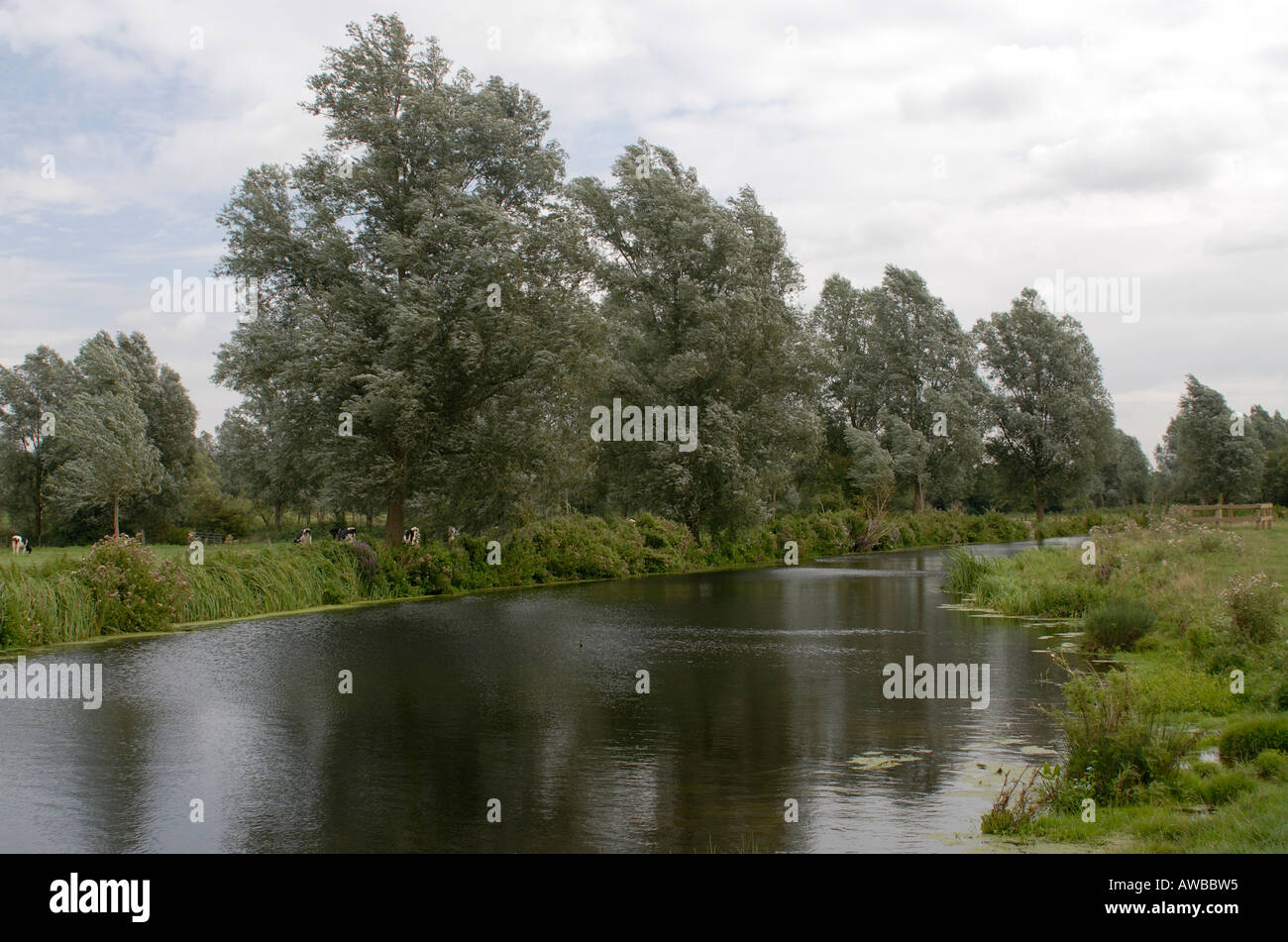 Argento lasciava gli alberi di salice Salix specie sulle rive del fiume Stour Foto Stock