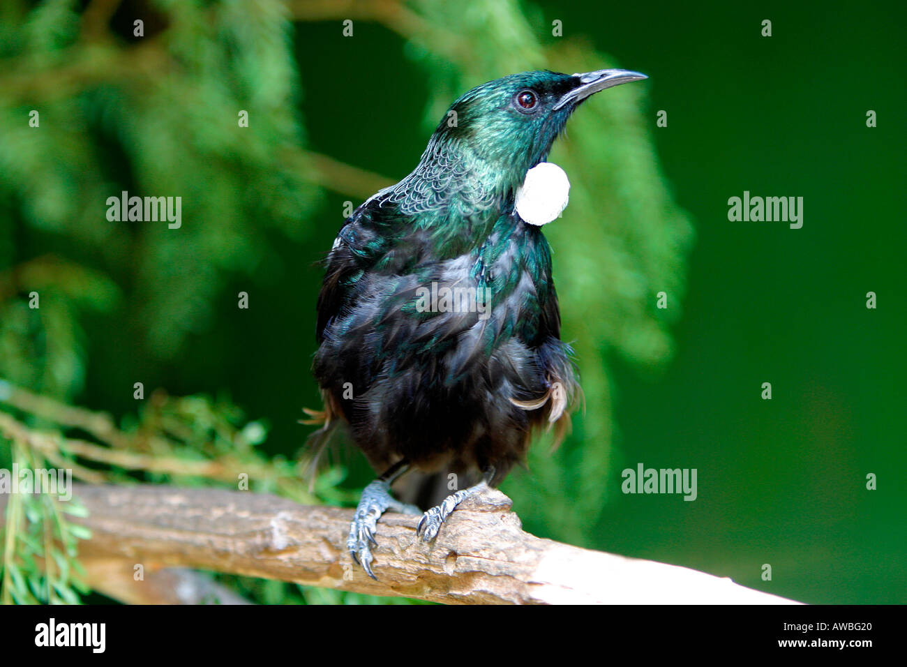 Tui uccelli nativi della Nuova Zelanda Foto Stock