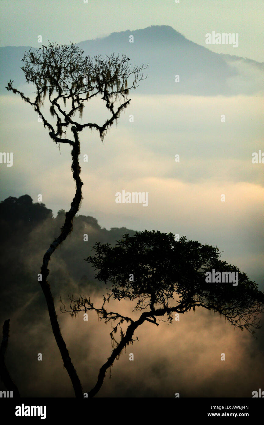 Paesaggio di Panama con foresta pluviale all'alba a Cerro Pirre nel parco nazionale di Darien , Darien gap, provincia di Darien, Repubblica di Panama. Foto Stock