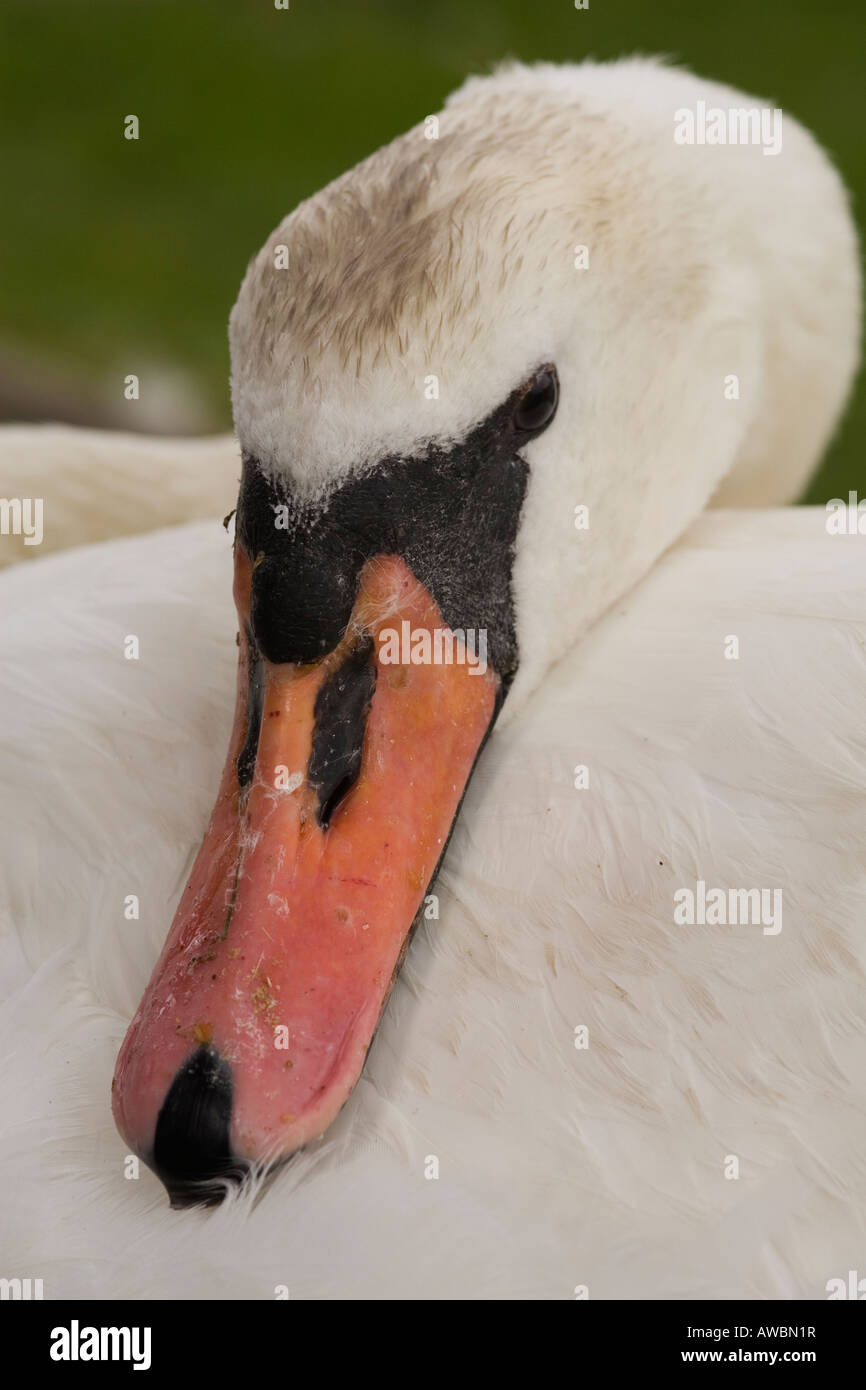 Cigno testa a riposo Foto Stock