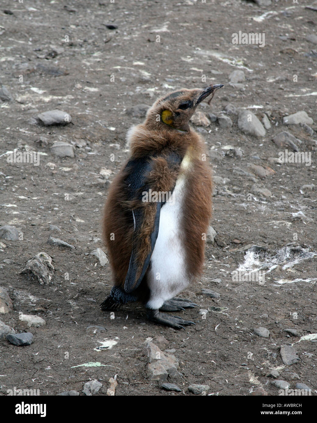 Baby pinguino reale muta in piume per adulti Foto Stock