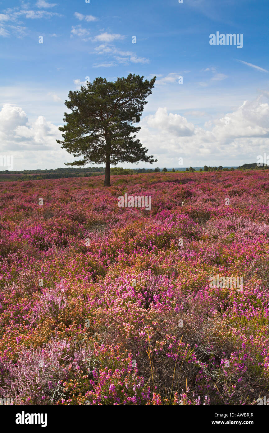 Heather copre la Nuova Foresta brughiera in Estate, New Forest Foto Stock