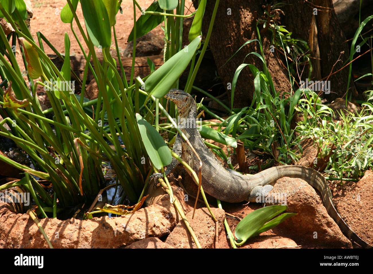 Varano del Nilo Foto Stock