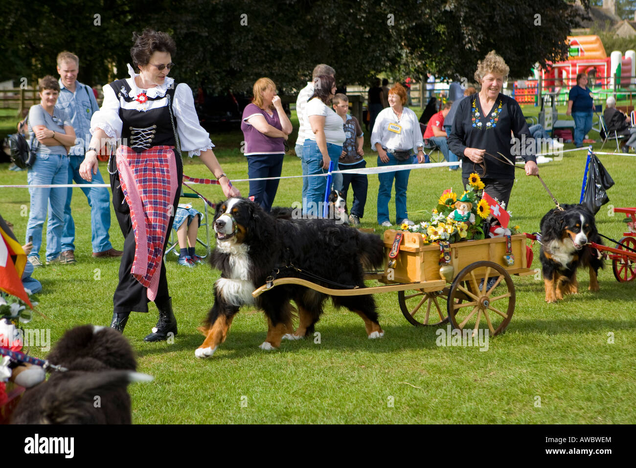 Cane di montagna bernese con carretto e proprietario in costume svizzero ad uno spettacolo di cani. Foto Stock