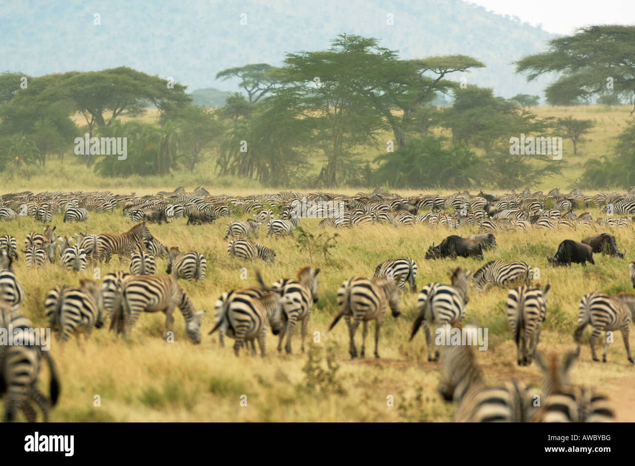 Zebra mandrie al tempo di migrazione,Serengeti,Tanzania Foto Stock