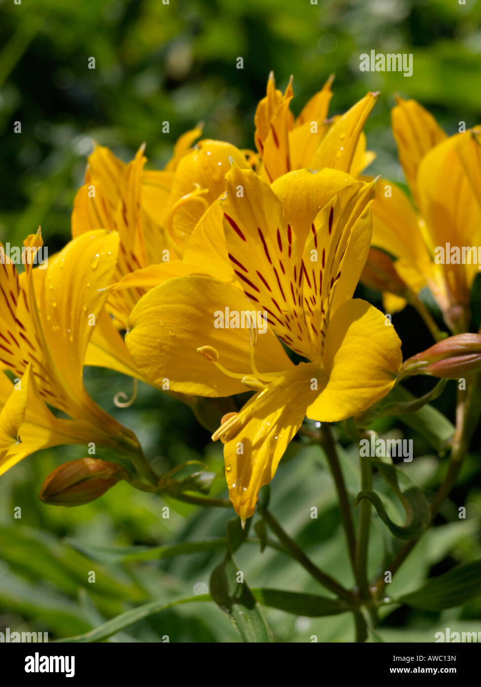 Giglio peruviano (alstroemeria aurea) Foto Stock
