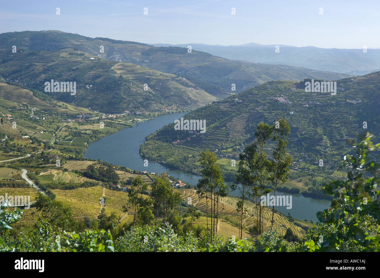 Il Portogallo, nella valle del Douro, il fiume Douro e vigneti vicino a peso da Regua Foto Stock