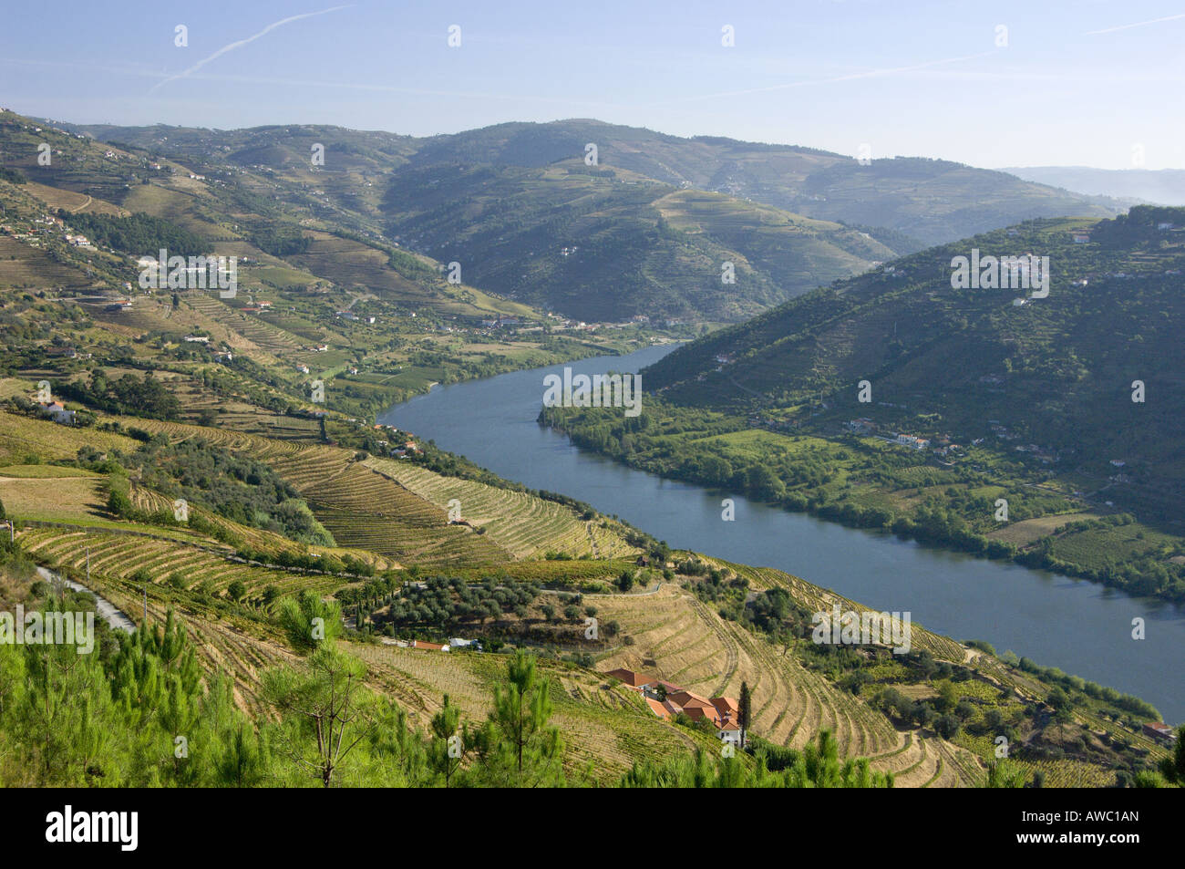 Il Portogallo, nella valle del Douro, il fiume Douro e vigneti vicino a peso da Regua Foto Stock