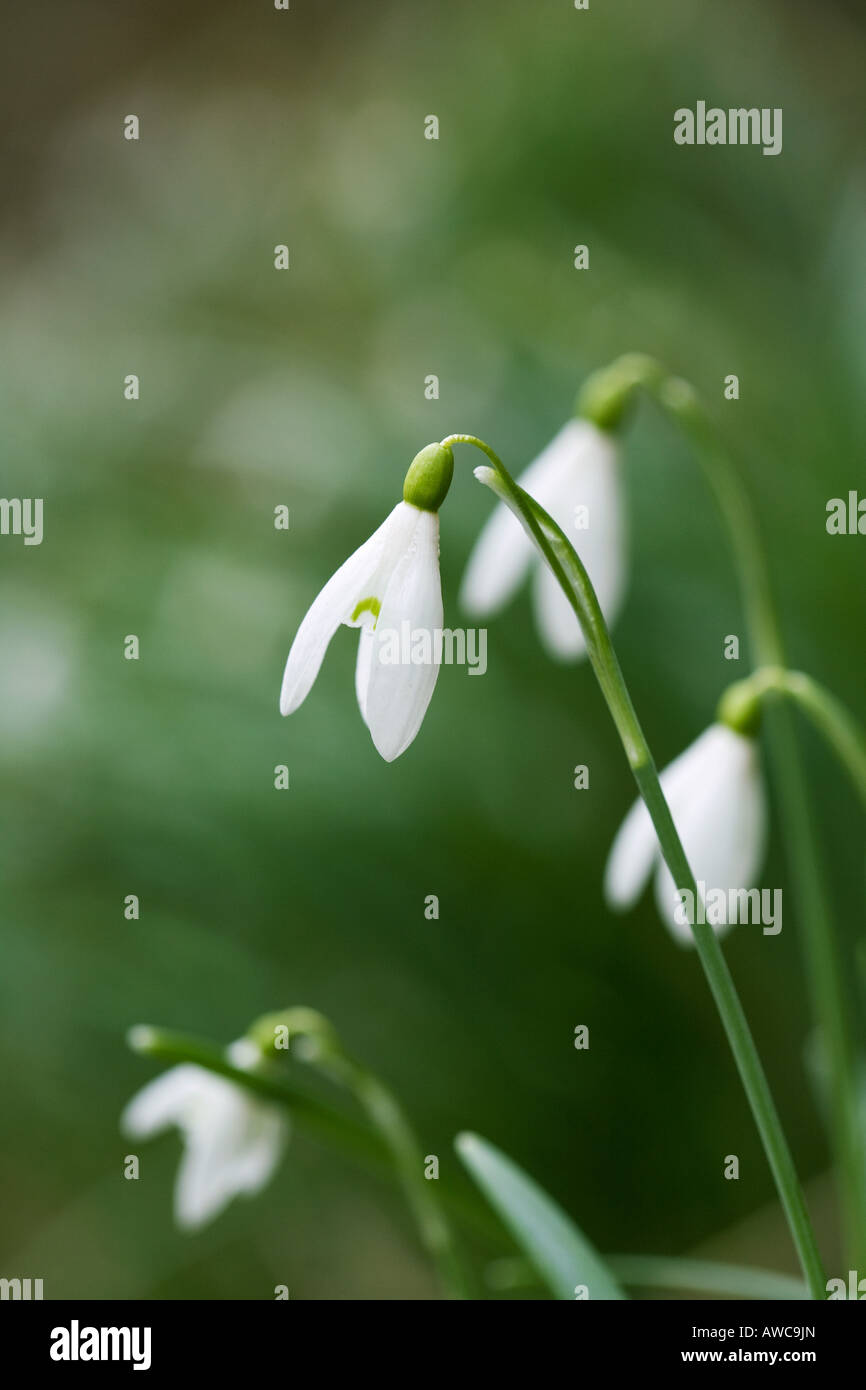 Galanthus nivalis. Snowdrops contro lo sfondo di colore verde Foto Stock
