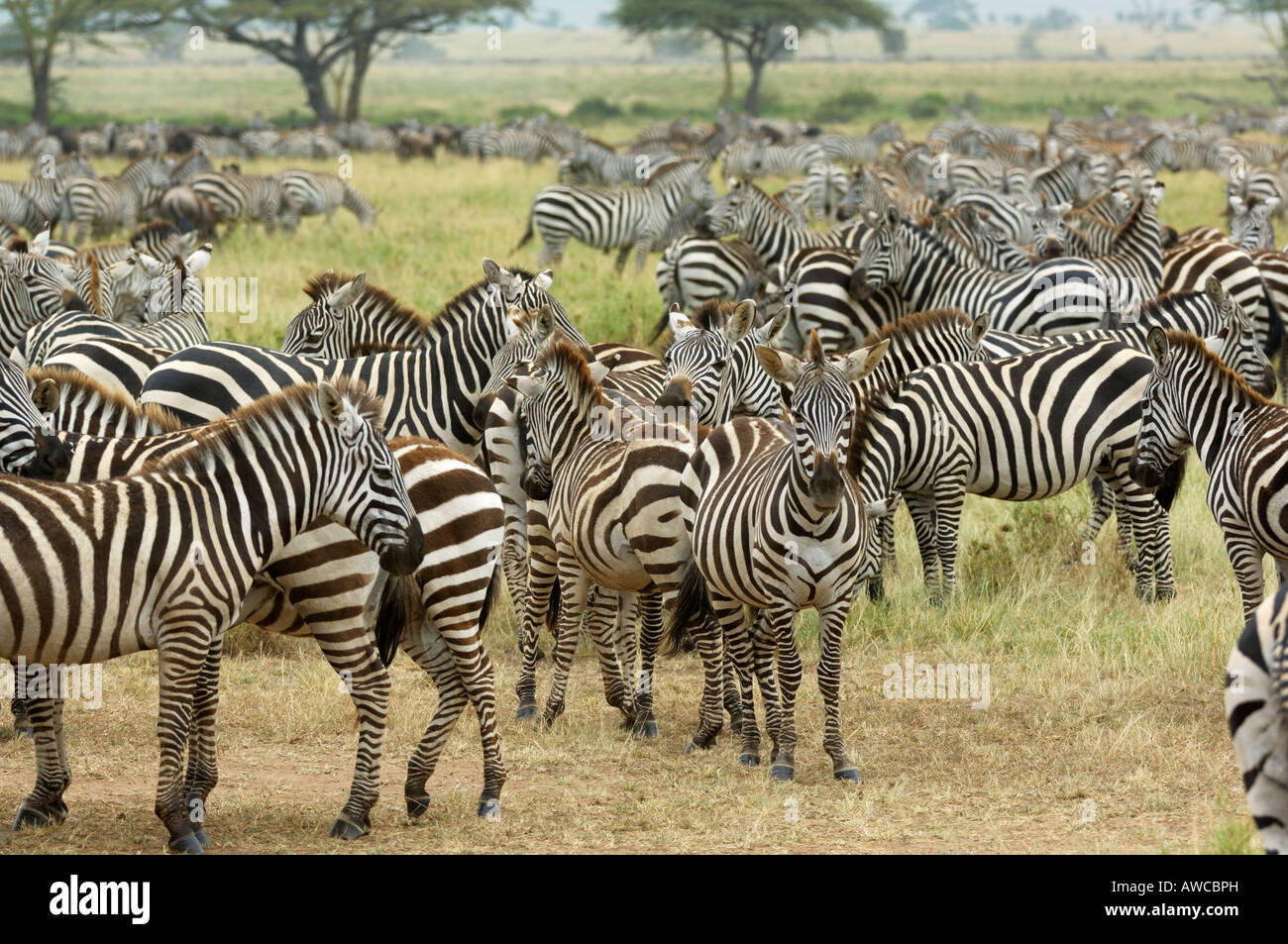 Zebra mandria al tempo di migrazione,Serengeti,Tanzania Foto Stock