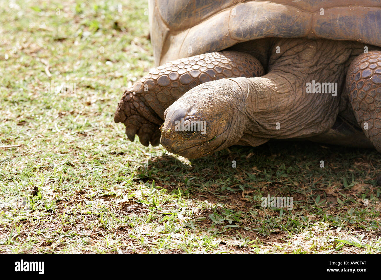 La tartaruga gigante, Sir Seewoosagur Ramgoolam Botanical Gardens, Mauritius Foto Stock