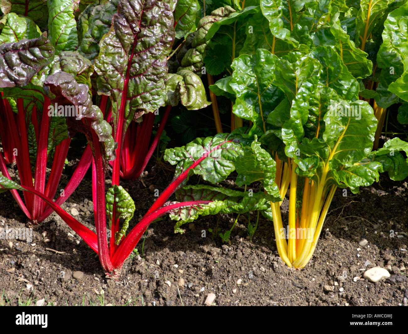 Mangold (Beta vulgaris var. Cicla) Foto Stock