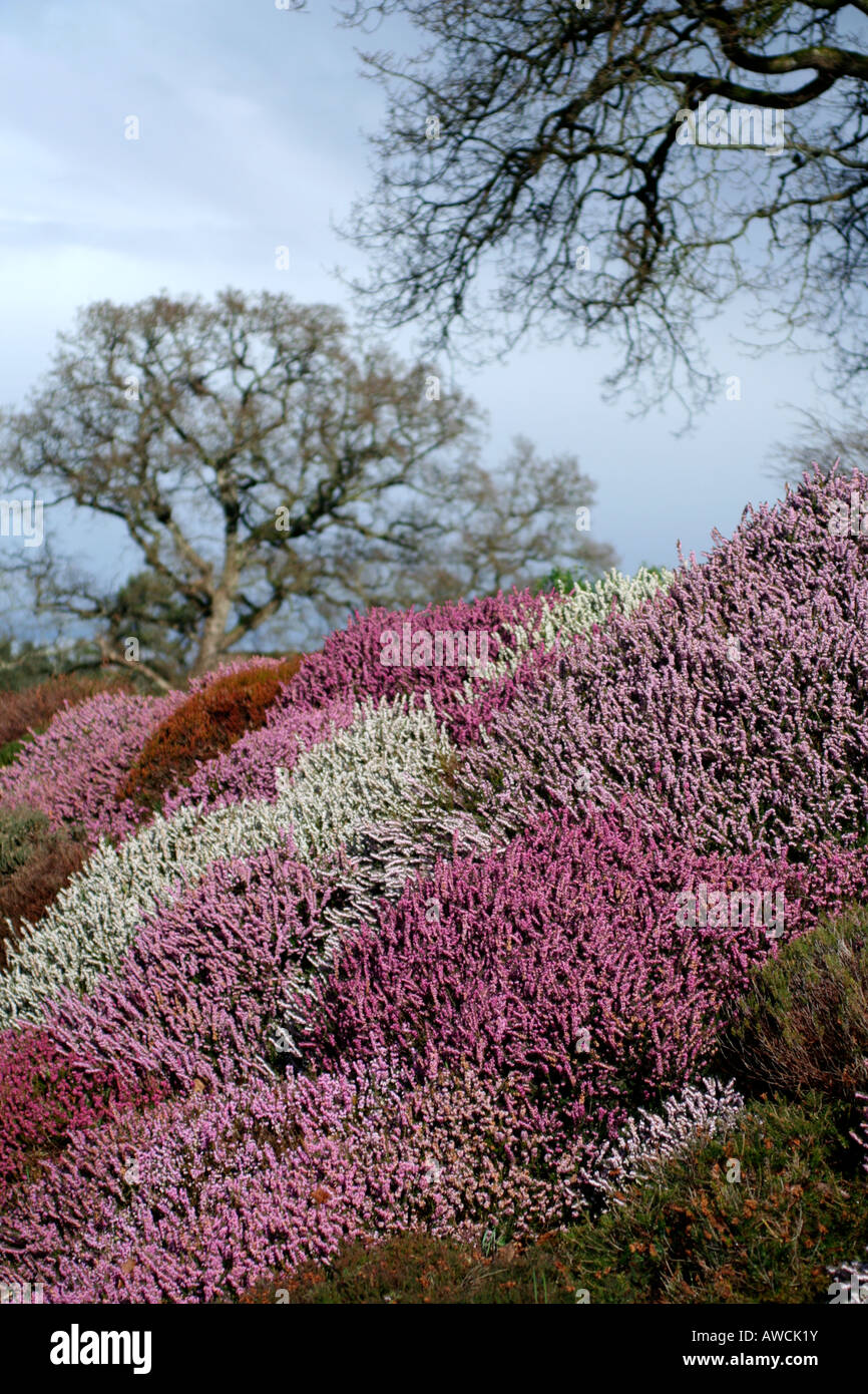 Una banca di ERICA CARNEA CULTIVAR INVERNO ERICHE A SHERWOOD NEWTON ST CYRES DEVON Foto Stock